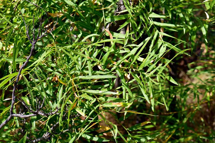 Western Soapberry is a native perennial with lanceolate leaves. Sapindus saponaria